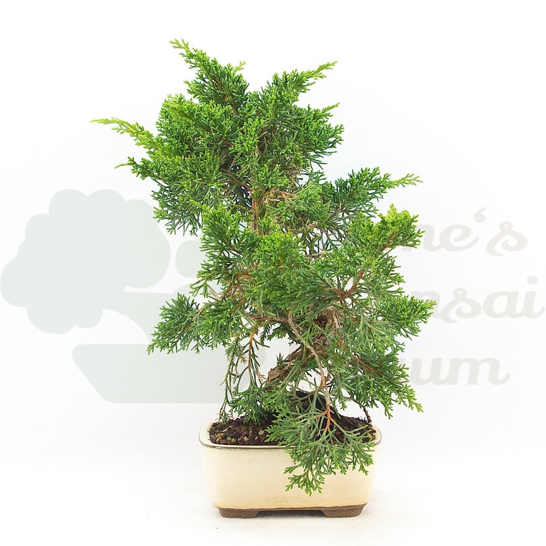 Chinesischer Wacholder 'Juniperus chinensis kyushu'