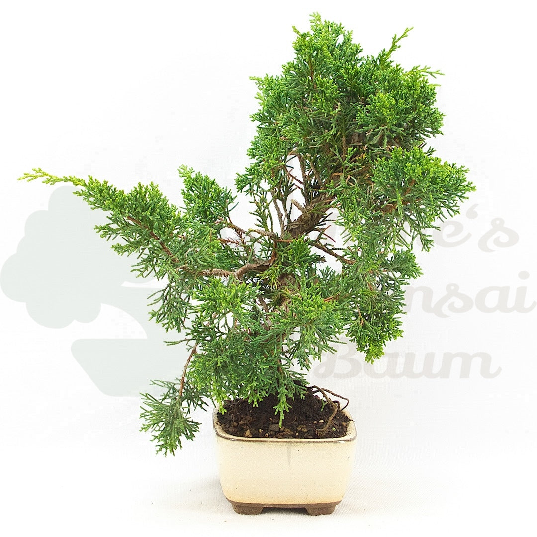 Chinesischer Wacholder 'Juniperus chinensis kyushu'