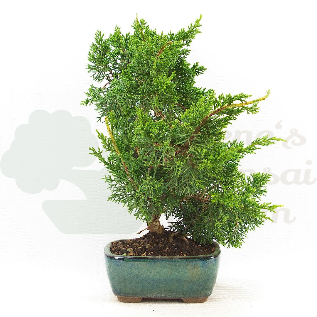 Chinesischer Wacholder 'Juniperus chinensis kyushu'