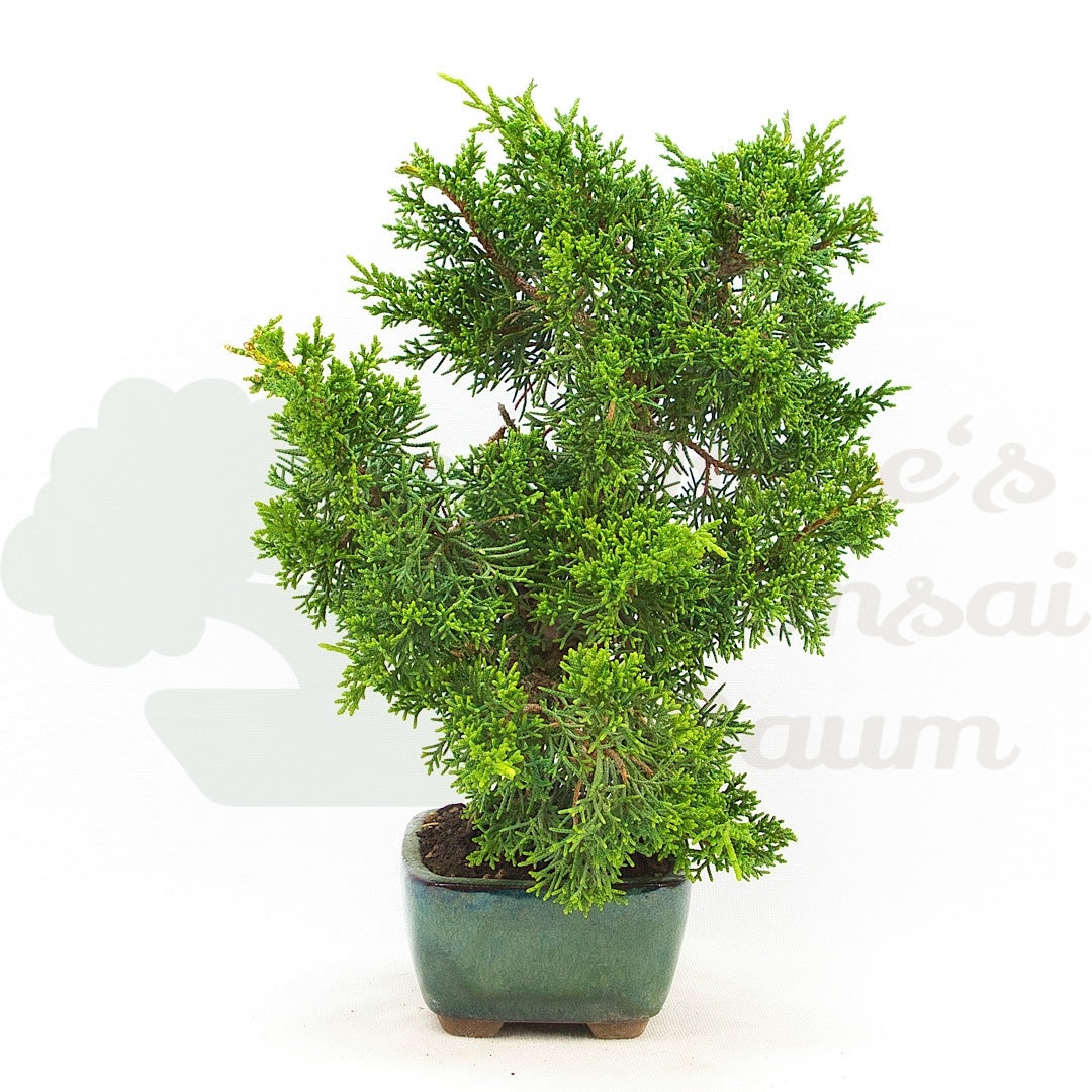 Chinesischer Wacholder 'Juniperus chinensis kyushu'