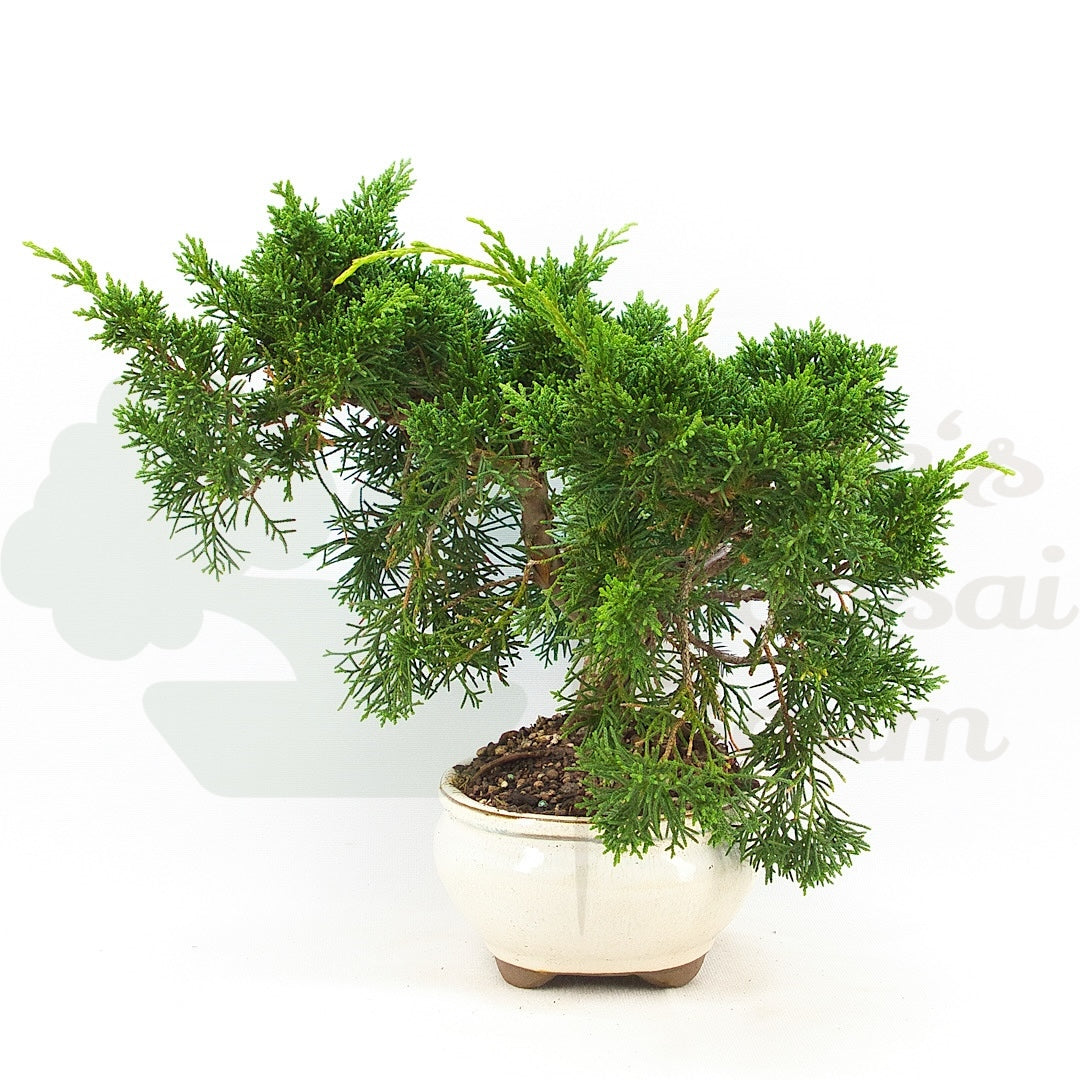Chinesischer Wacholder 'Juniperus chinensis kyushu'