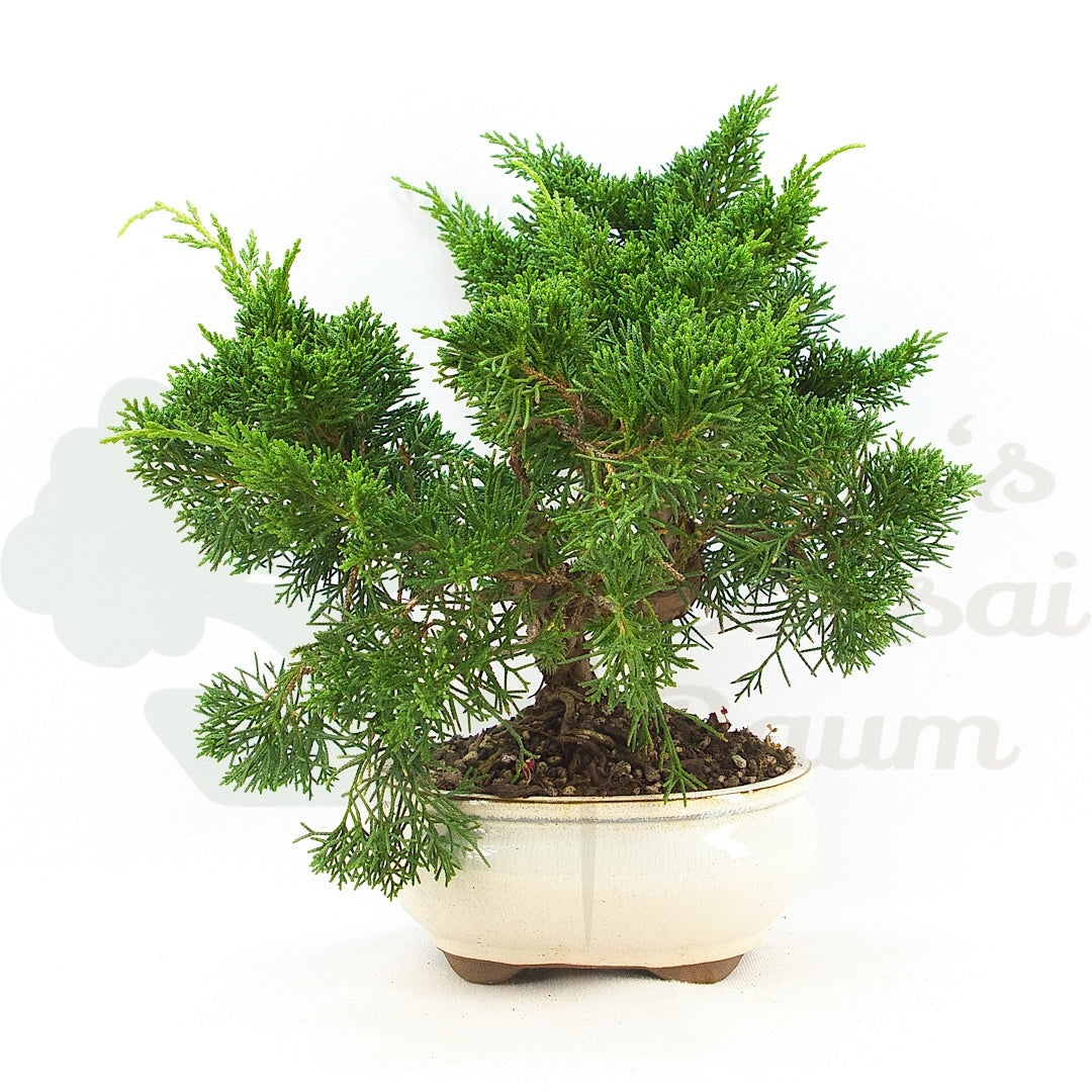 Chinesischer Wacholder 'Juniperus chinensis kyushu'