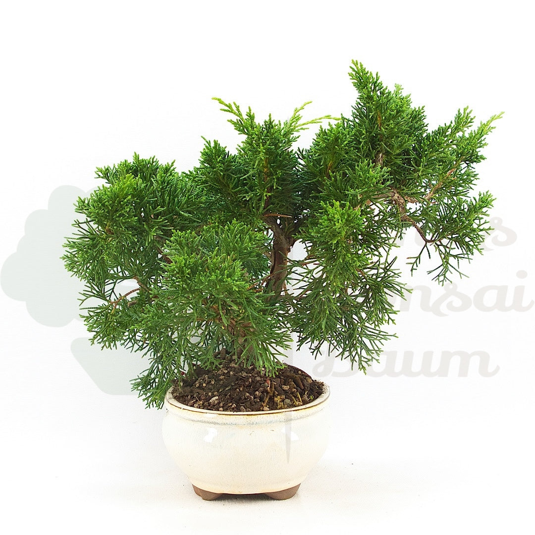 Chinesischer Wacholder 'Juniperus chinensis kyushu'