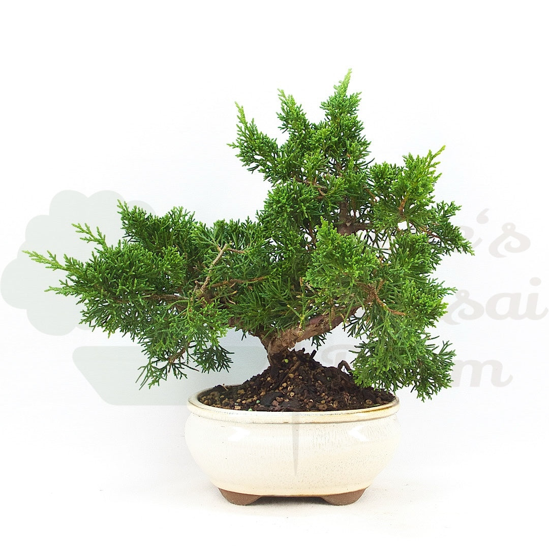 Chinesischer Wacholder 'Juniperus chinensis kyushu'