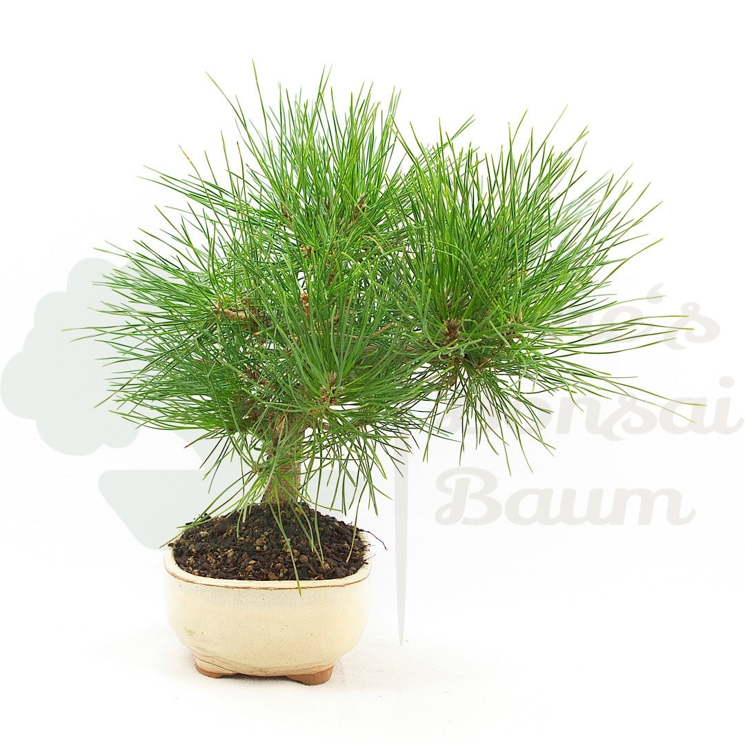 Japanische Schwarzkiefer 'Pinus thunbergii'