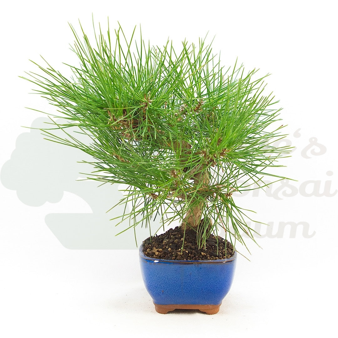 Japanische Schwarzkiefer 'Pinus thunbergii'