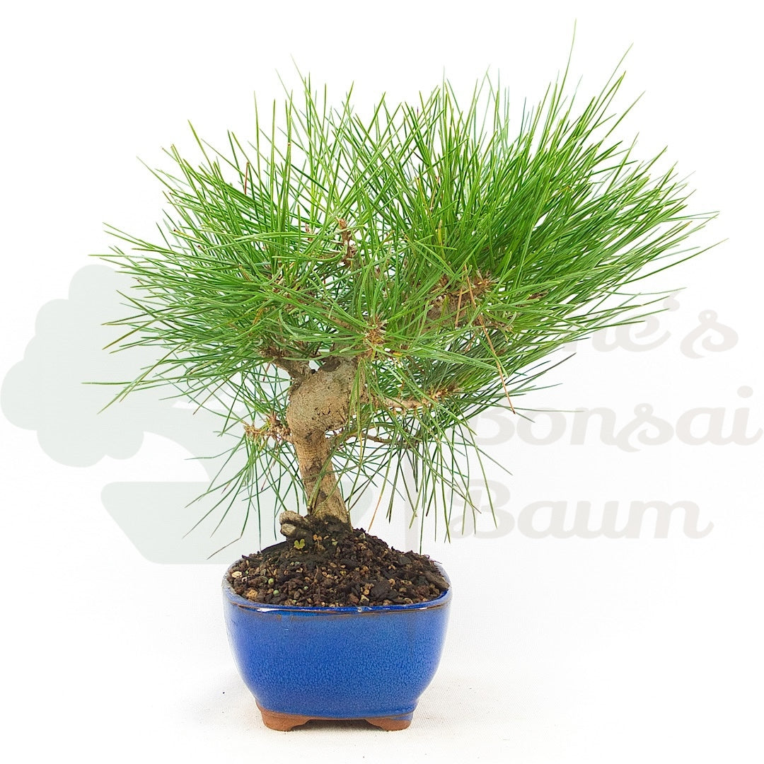 Japanische Schwarzkiefer 'Pinus thunbergii'