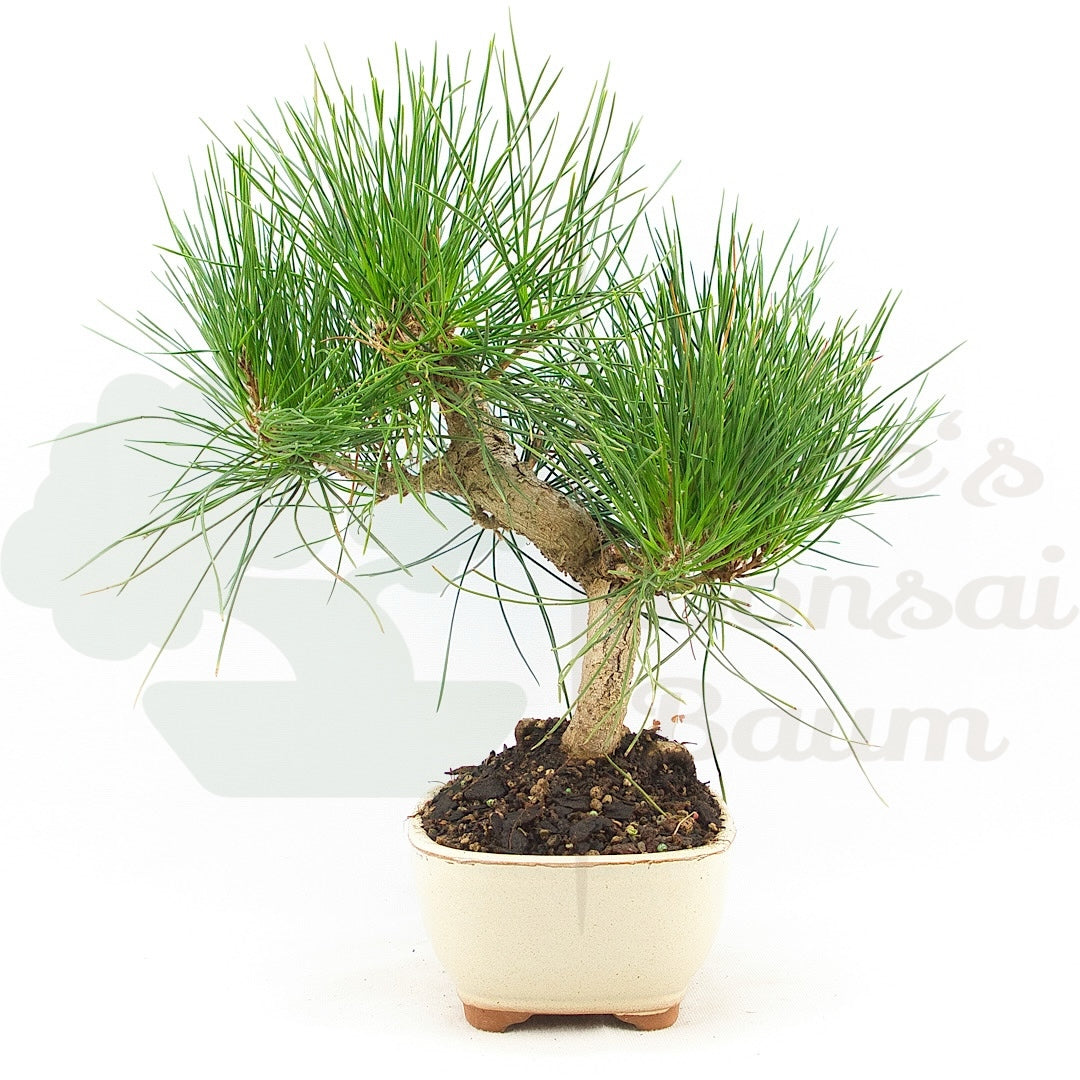 Japanische Schwarzkiefer 'Pinus thunbergii'
