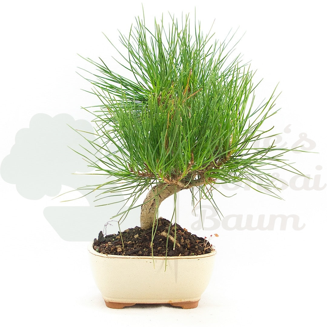 Japanische Schwarzkiefer 'Pinus thunbergii'