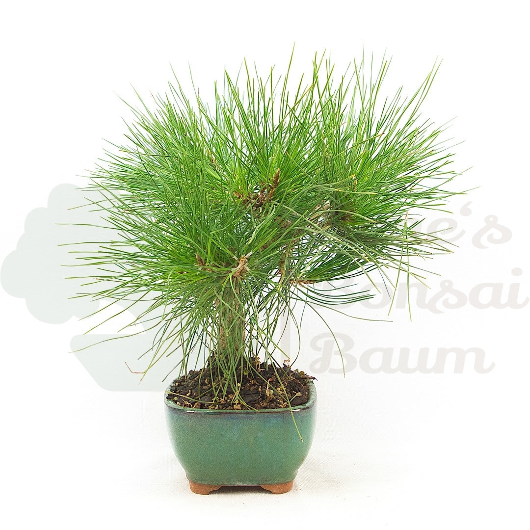 Japanische Schwarzkiefer 'Pinus thunbergii'