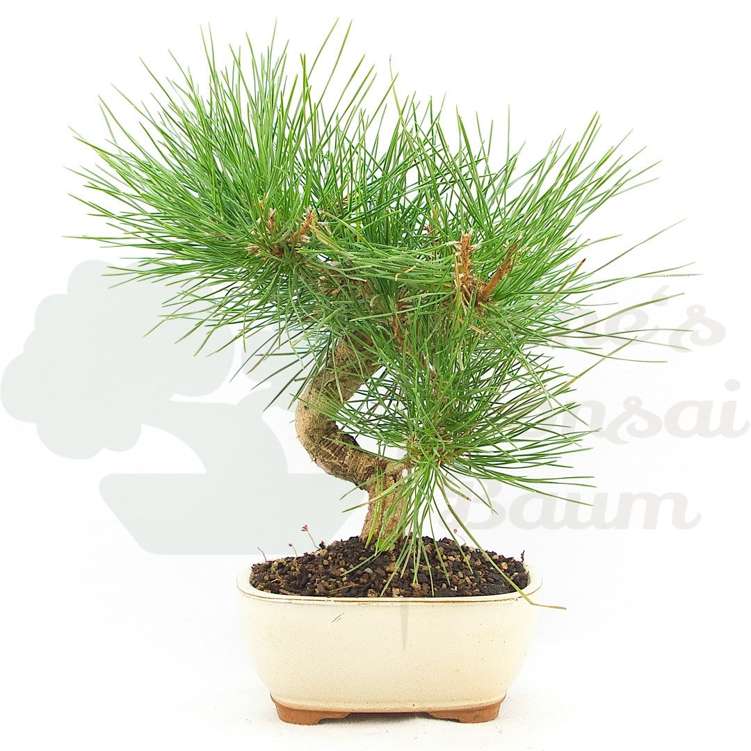 Japanische Schwarzkiefer 'Pinus thunbergii'