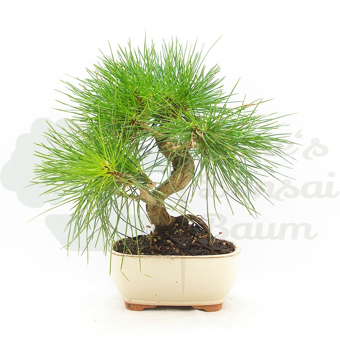 Japanische Schwarzkiefer 'Pinus thunbergii'