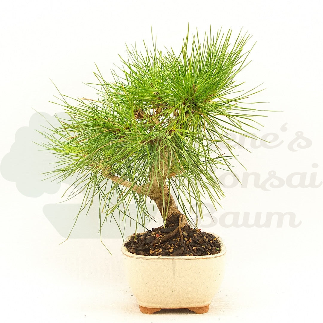 Japanische Schwarzkiefer 'Pinus thunbergii'