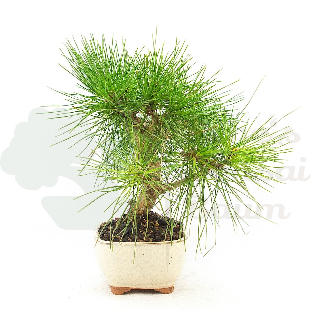 Japanische Schwarzkiefer 'Pinus thunbergii'
