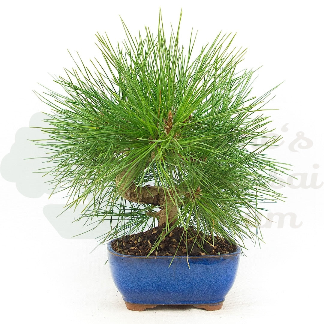 Japanische Schwarzkiefer 'Pinus thunbergii'