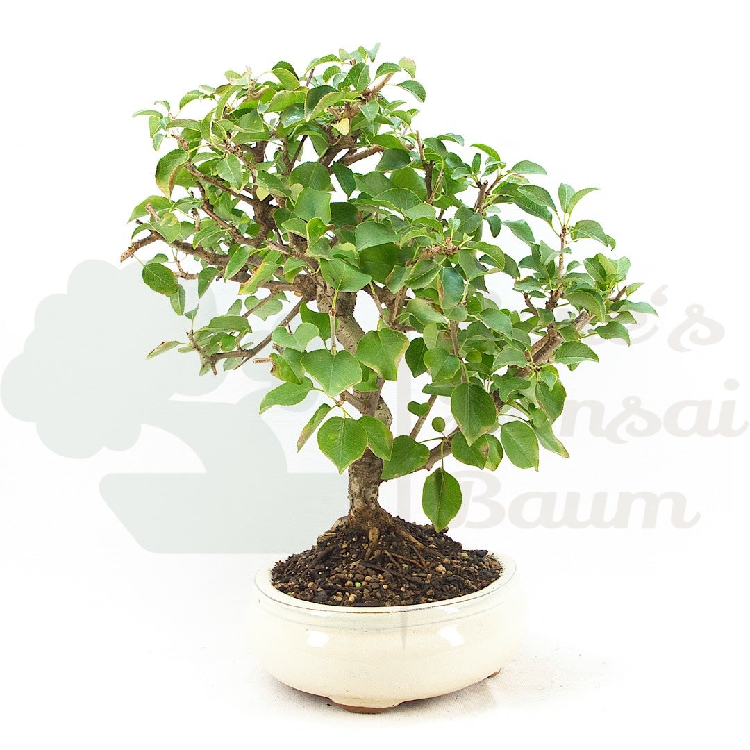 Steinweichsel 'Prunus mahaleb'