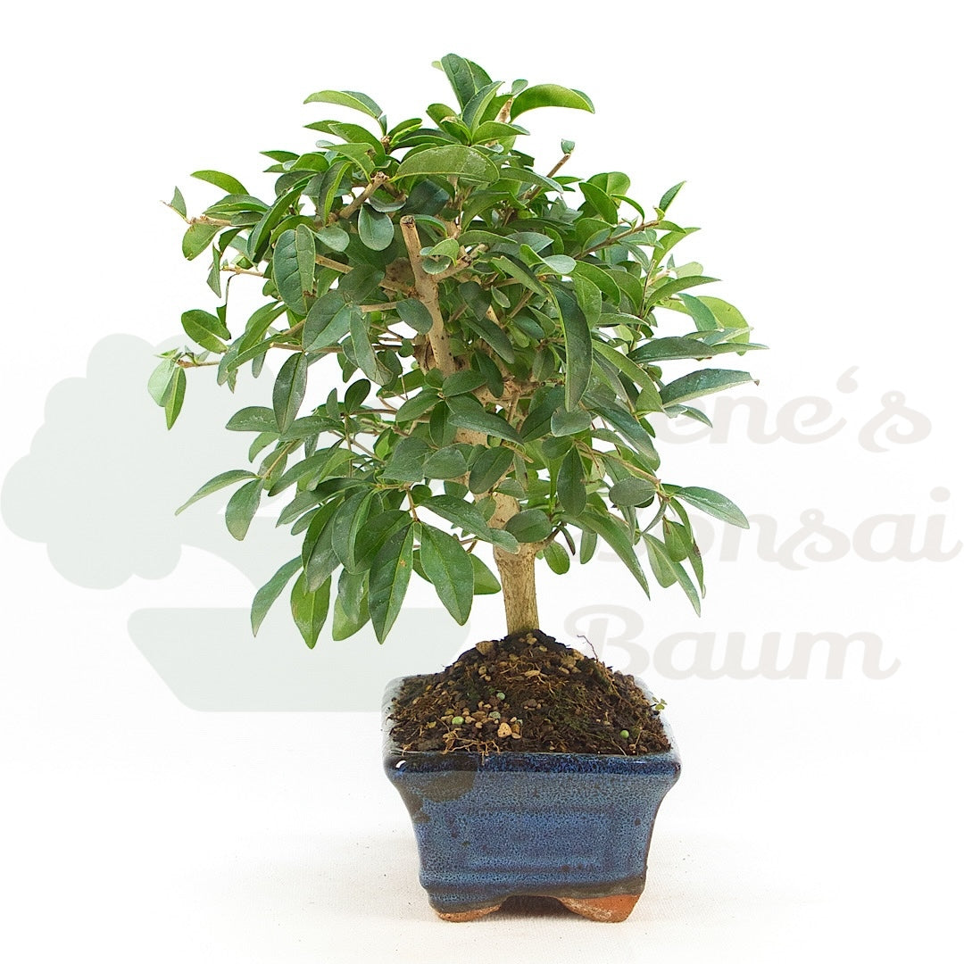 Gewöhnlichen Liguster ‚Ligustrum vulgare‘