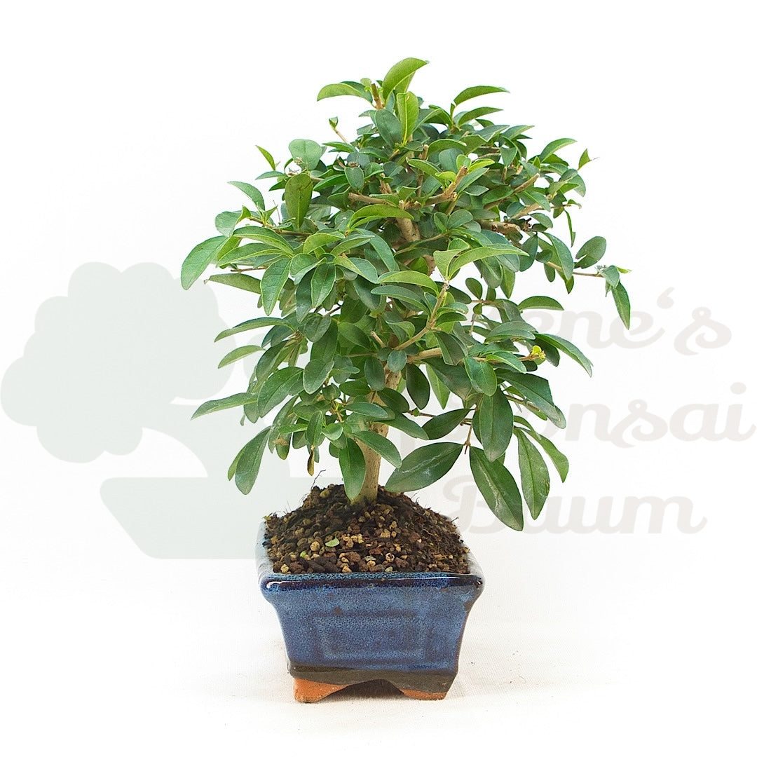 Gewöhnlichen Liguster ‚Ligustrum vulgare‘