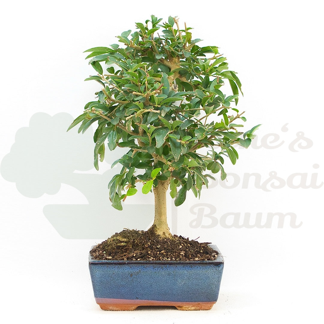 Gewöhnlichen Liguster ‚Ligustrum vulgare‘