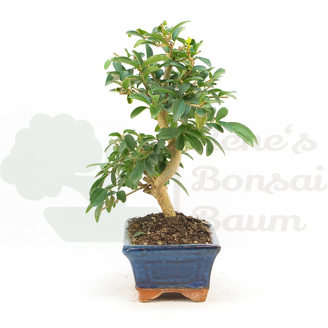 Gewöhnlichen Liguster ‚Ligustrum vulgare‘