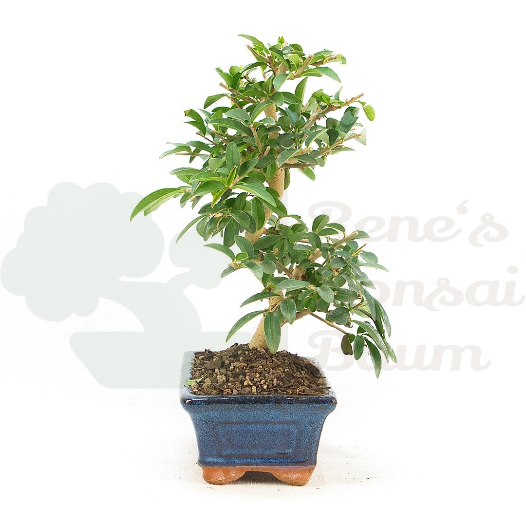 Gewöhnlichen Liguster ‚Ligustrum vulgare‘