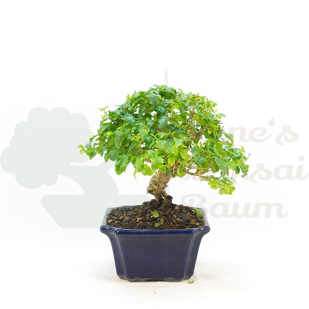 Ovalblättriger Liguster ‚Ligustrum ovalifolium‘