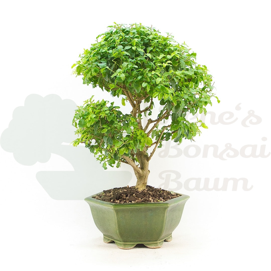 Ovalblättriger Liguster ‚Ligustrum ovalifolium‘