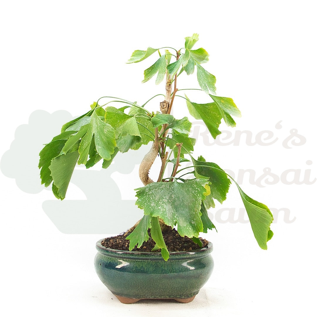Ginkgo biloba 'Fächerblattbaum'