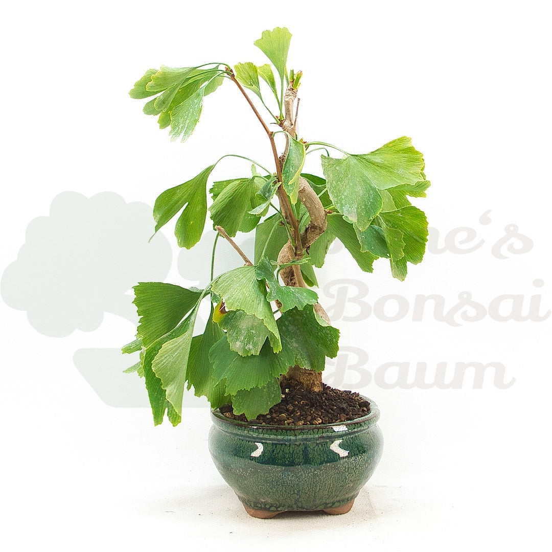 Ginkgo biloba 'Fächerblattbaum'