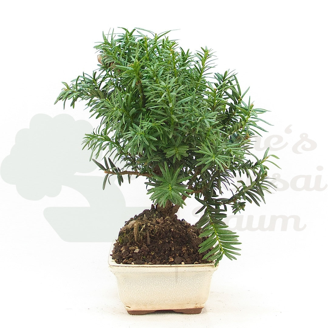 Eibe Hybrid 'Taxus media'