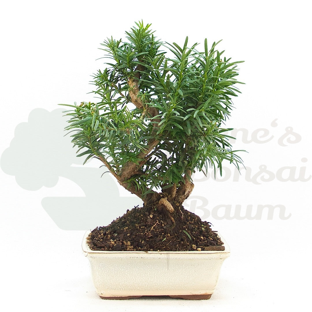 Eibe Hybrid 'Taxus media'
