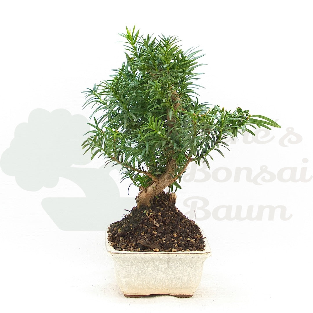 Eibe Hybrid 'Taxus media'