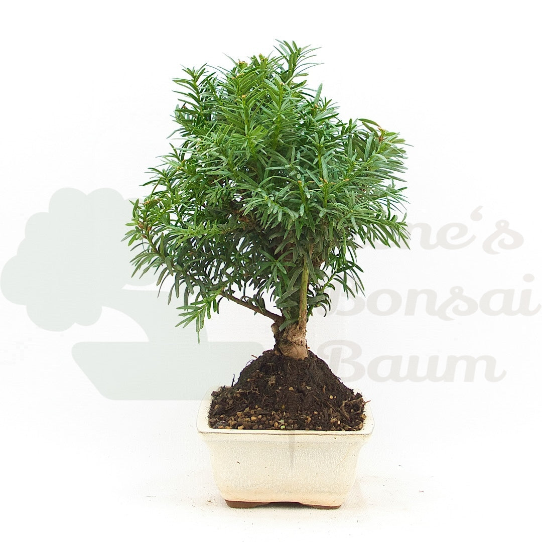 Eibe Hybrid 'Taxus media'