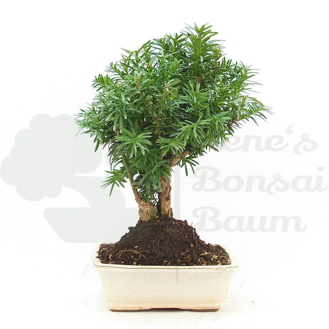 Eibe Hybrid 'Taxus media'
