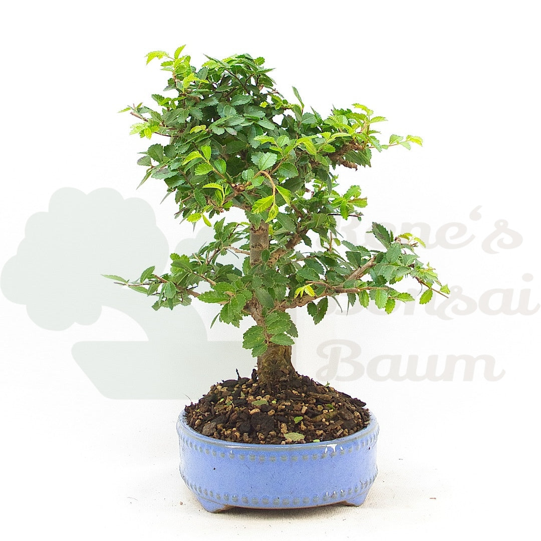 Chinesische Ulme 'Zelkova parvifolia'