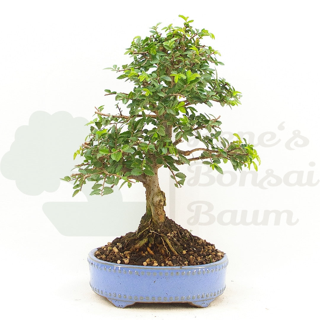 Chinesische Ulme 'Zelkova parvifolia'