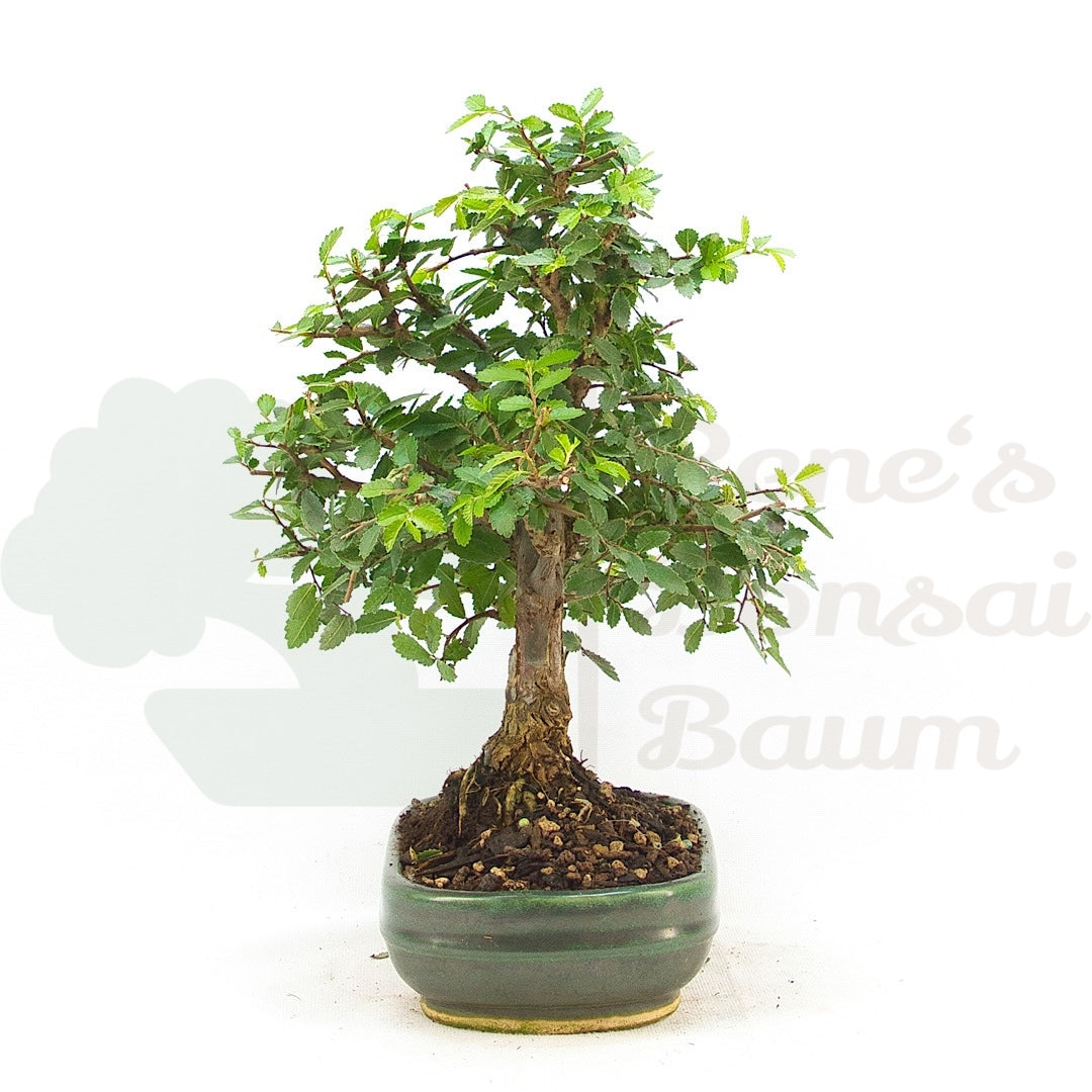 Chinesische Ulme 'Zelkova parvifolia'