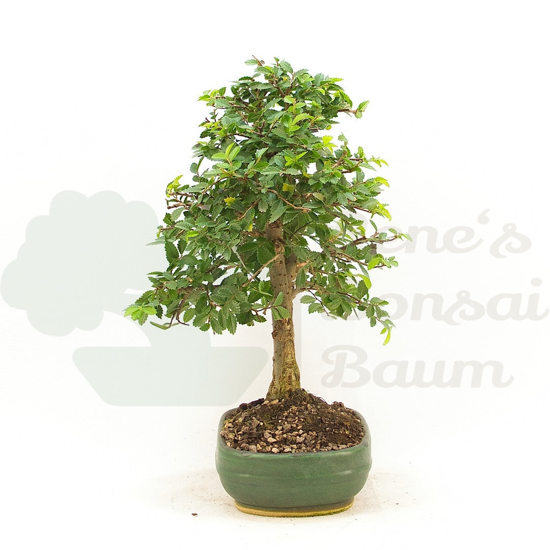 Chinesische Ulme 'Zelkova parvifolia'
