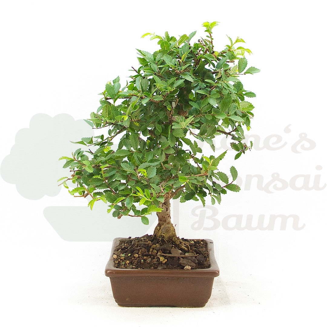 Chinesische Ulme 'Zelkova parvifolia'