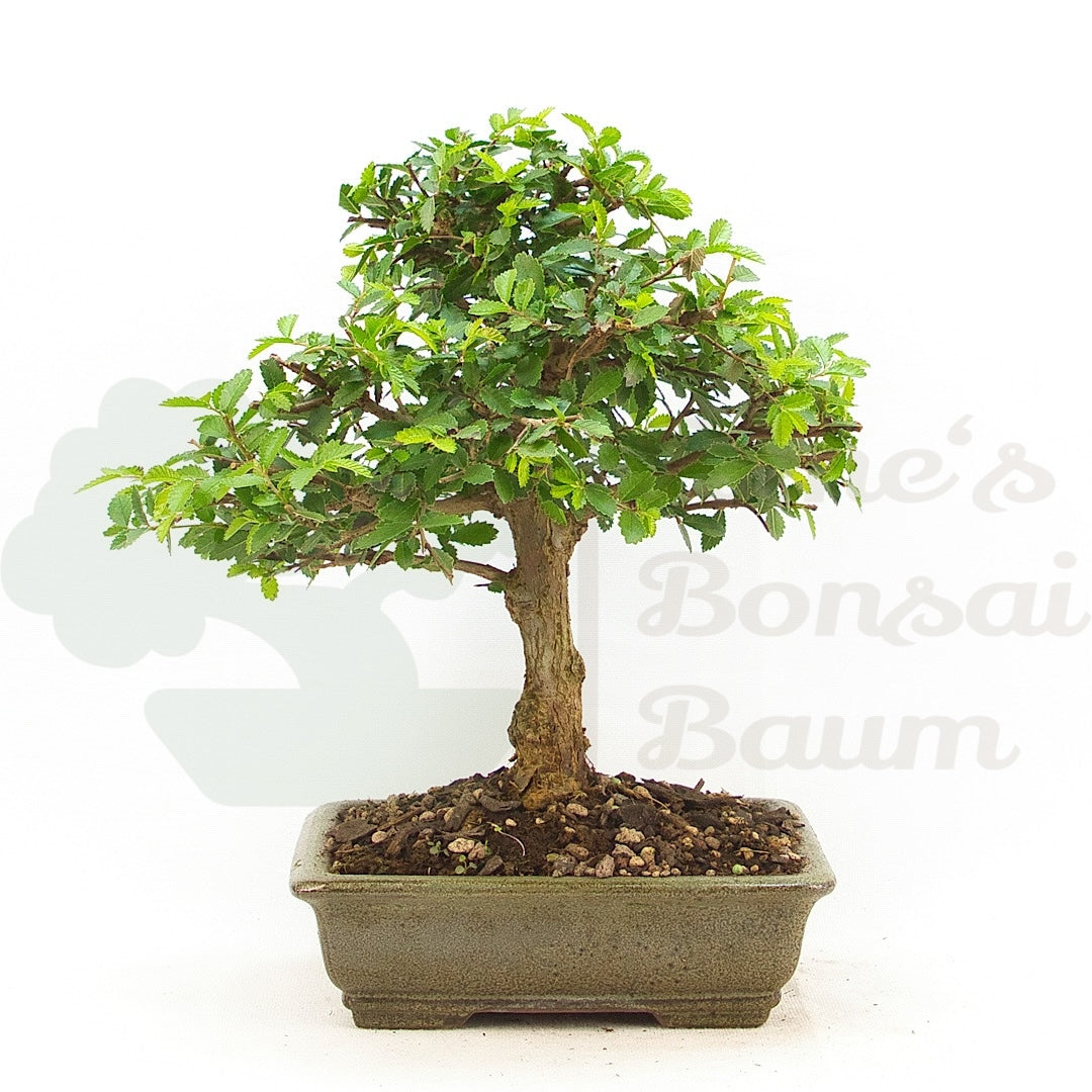 Chinesische Ulme 'Zelkova parvifolia'
