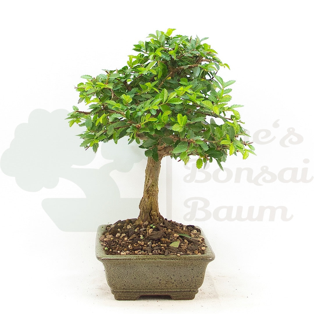 Chinesische Ulme 'Zelkova parvifolia'