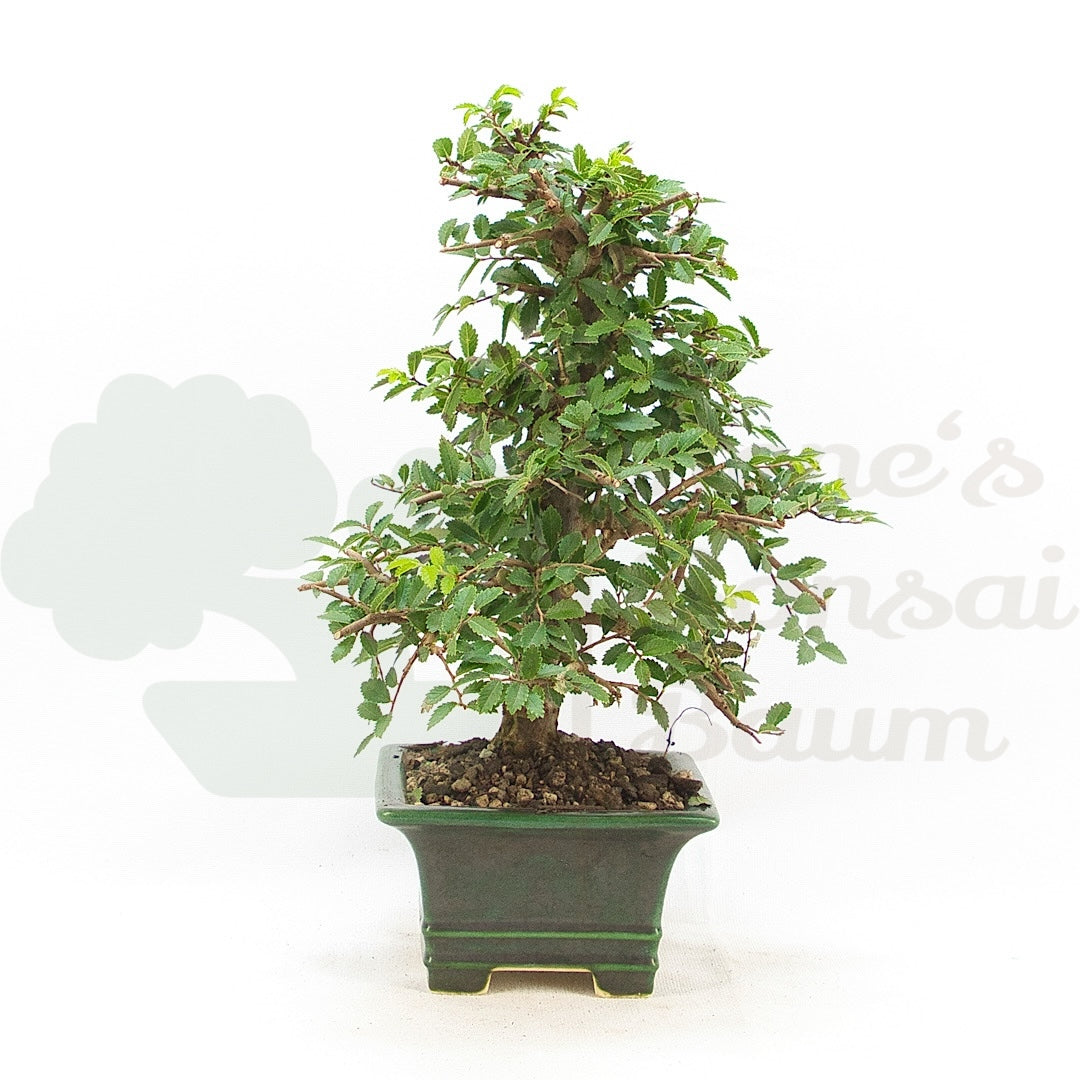 Chinesische Ulme 'Zelkova parvifolia'
