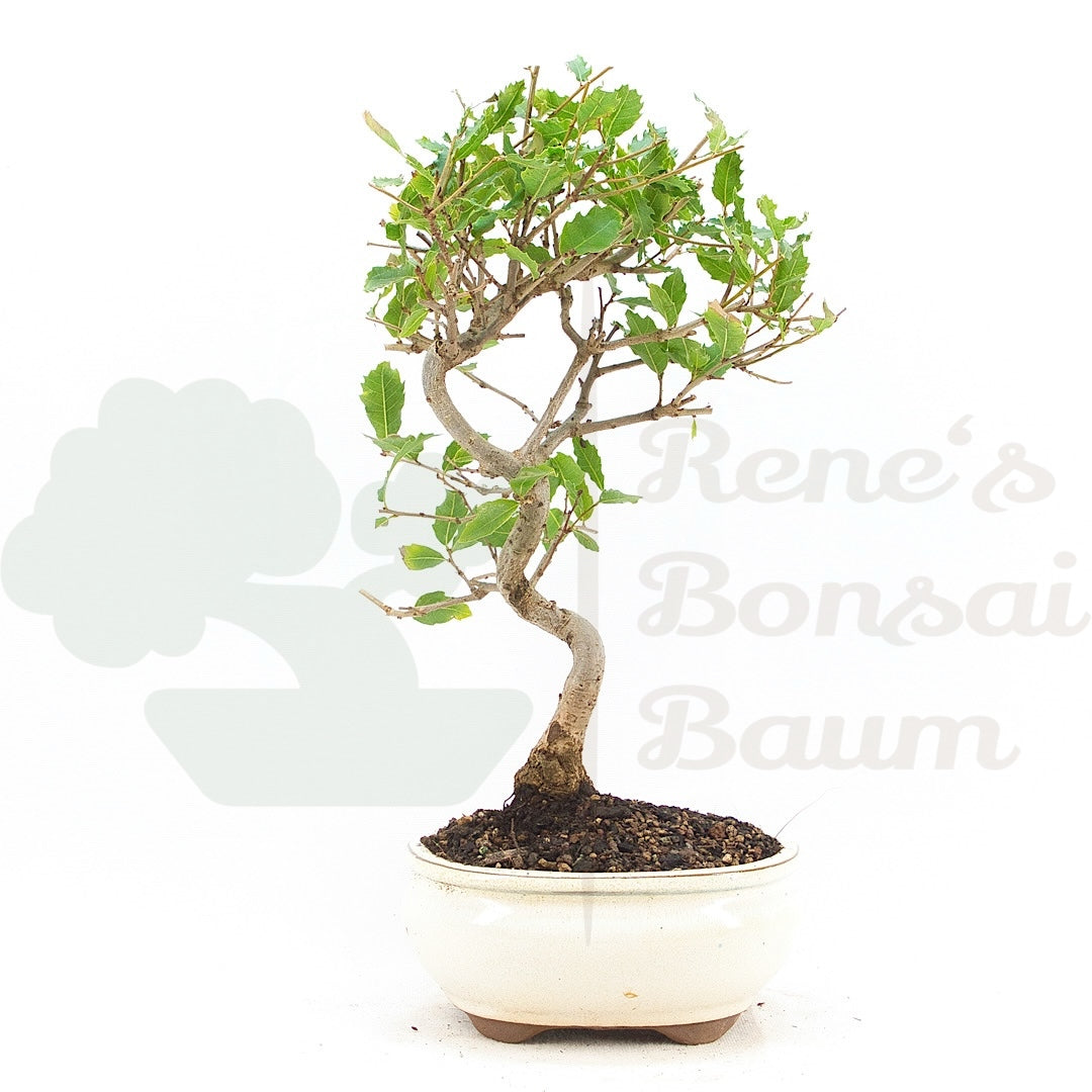 Portugiesische Eiche 'Quercus faginea'