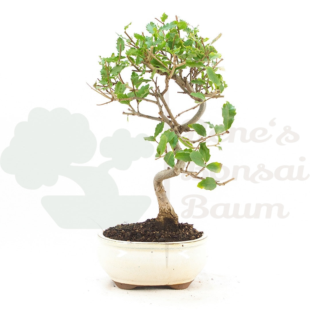 Portugiesische Eiche 'Quercus faginea'