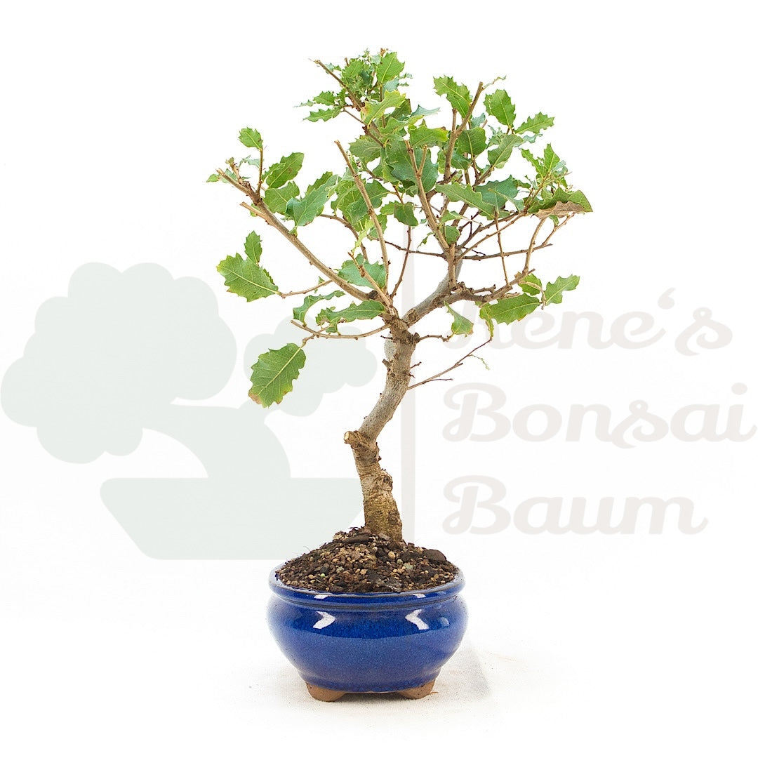 Portugiesische Eiche 'Quercus faginea'