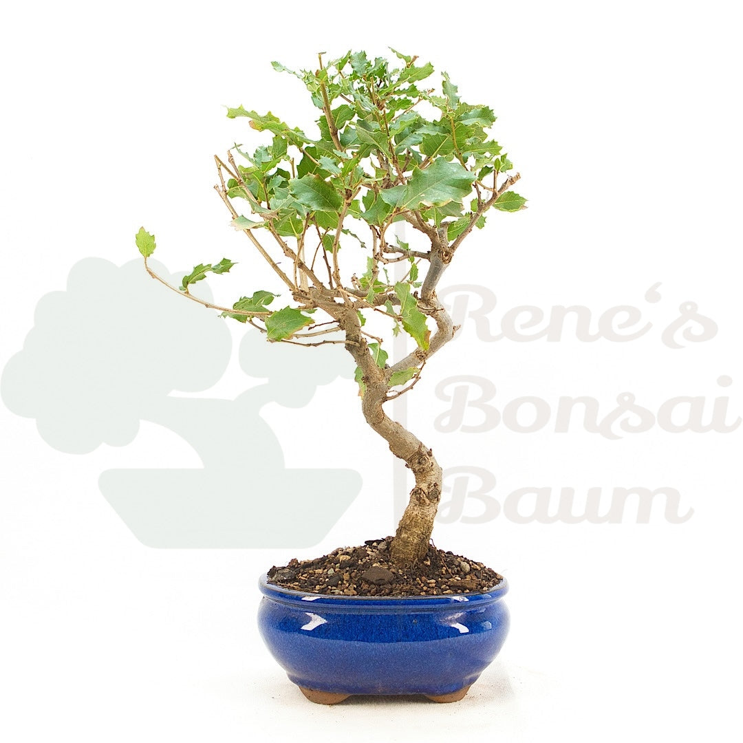 Portugiesische Eiche 'Quercus faginea'