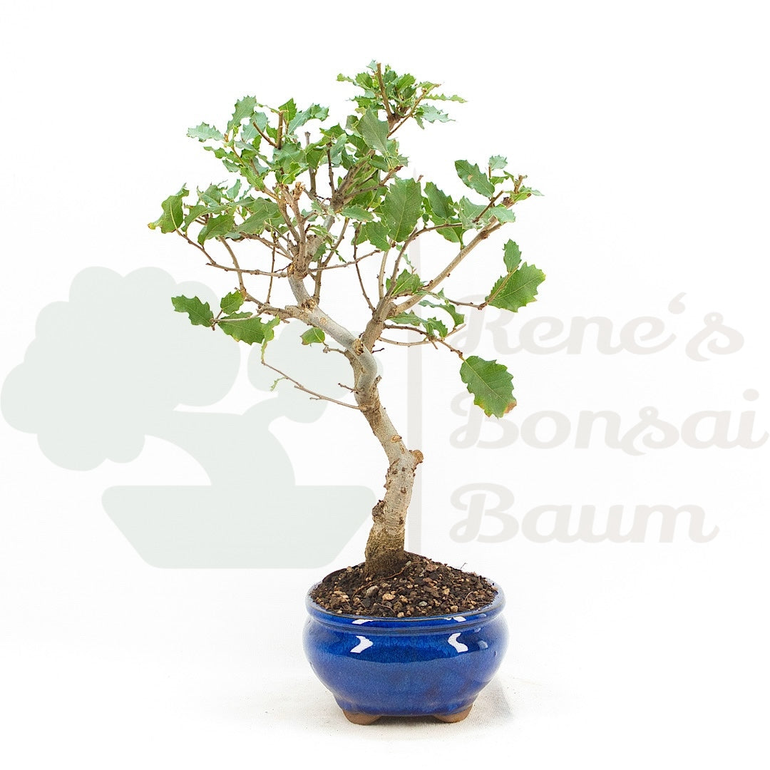 Portugiesische Eiche 'Quercus faginea'