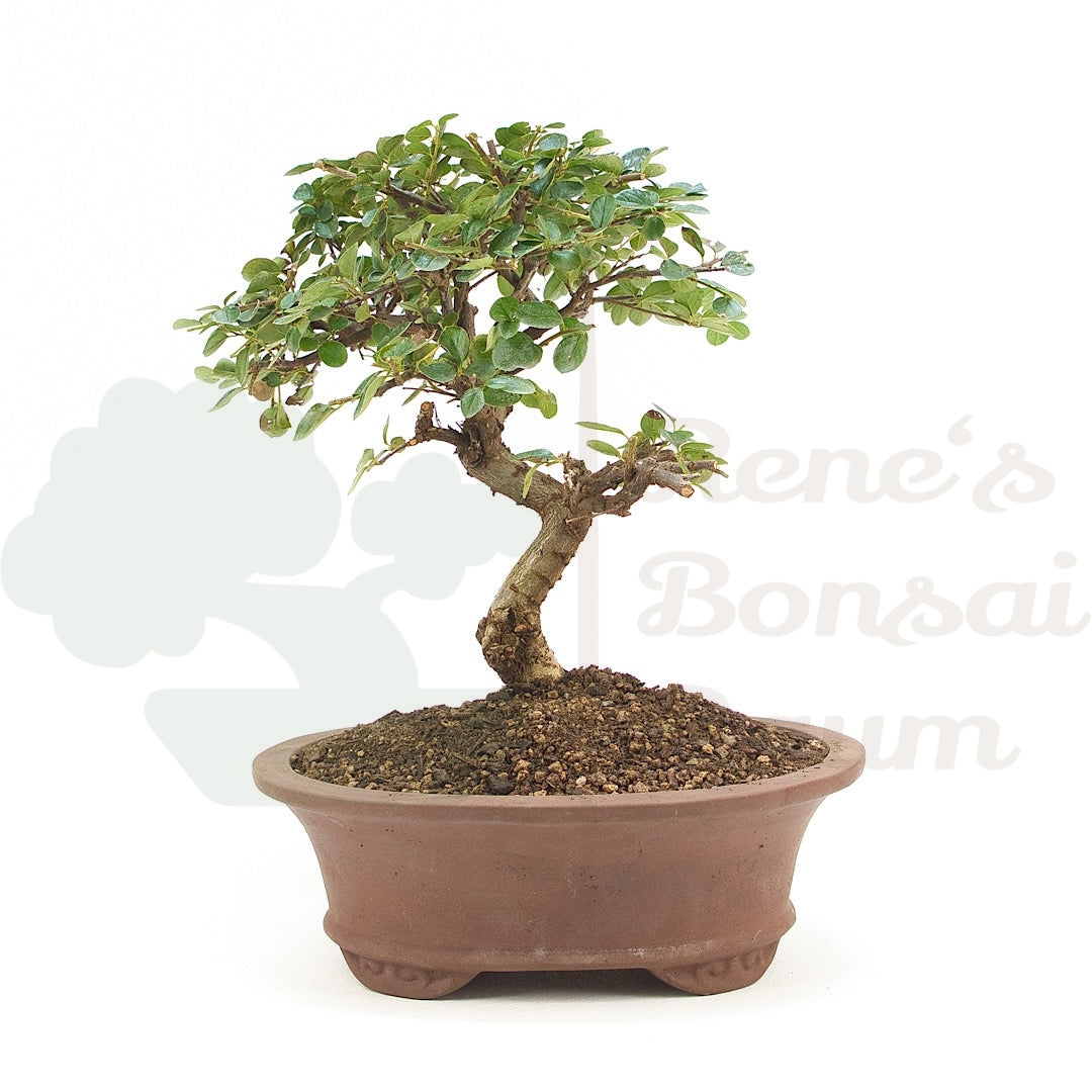 Fächer- Zwergmispel 'Cotoneaster horizontalis'