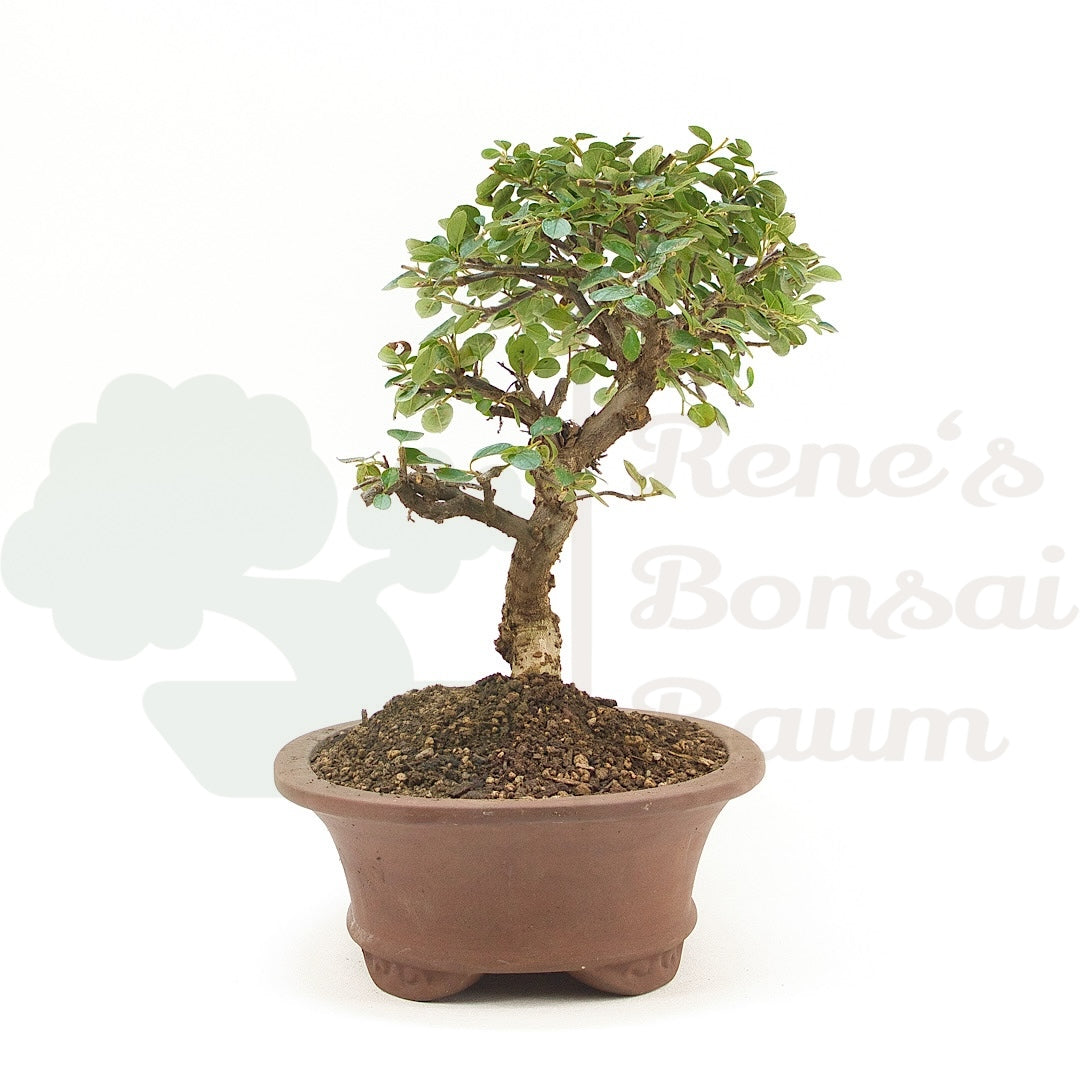 Fächer- Zwergmispel 'Cotoneaster horizontalis'