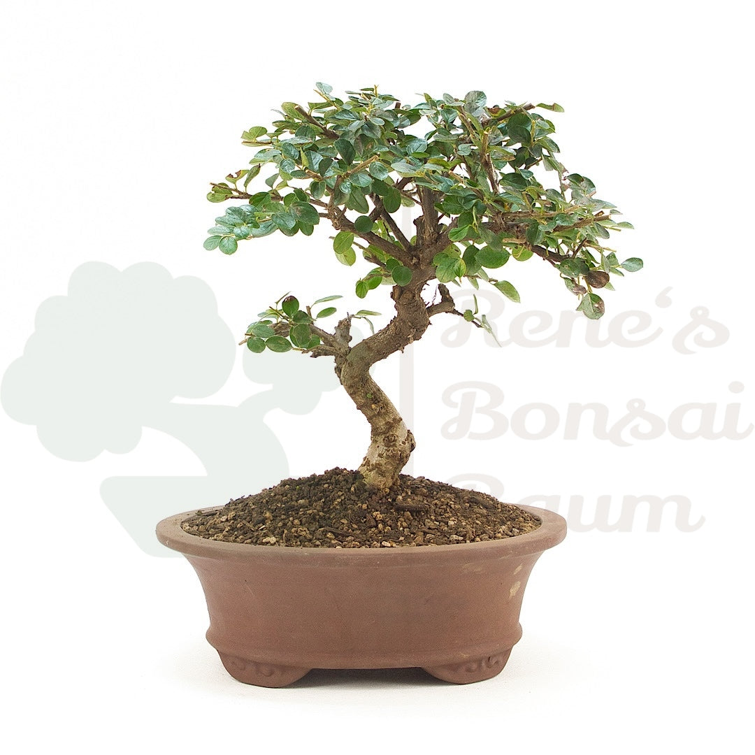 Fächer- Zwergmispel 'Cotoneaster horizontalis'